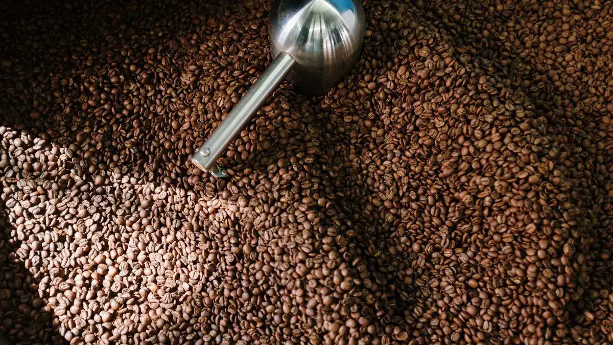 Vista cenital de granos de café recién tostados llenando un tambor, con una pala metálica apoyada encima.
